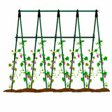 Enrejado en Kit Plantas Trepadoras